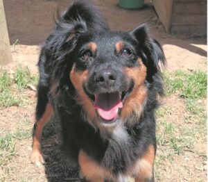 Adopt this heartthrob!