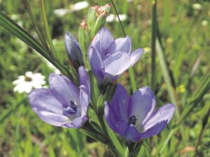 Early Spring provides space to emphasise conservation corridors and larger biodiverse areas