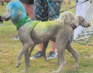 READER PHOTOS: Time for a little doggy flutter