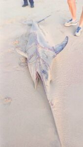 Efforts to return swordfish beached in the surf at Gordon’s Bay to the ocean fail