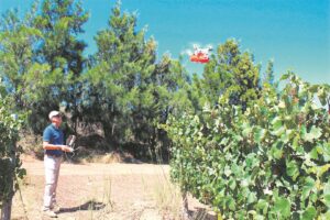 At Vergelegen the ultra-modern and ancient combine to ensure a high-quality harvest