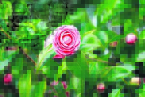 Camellias in full bloom