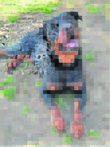 Pets: Sweet Sasha seeks her forever home