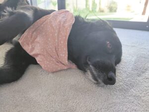 Family seeks much-loved pet dog who disappeared from Somerset West parlour
