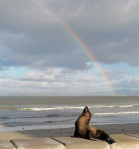 LETTER: An ode to Freddy the ill-fated seal