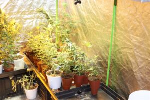 Four arrested at S-West dagga lab