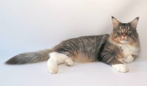 Local cattery showcases its top 3