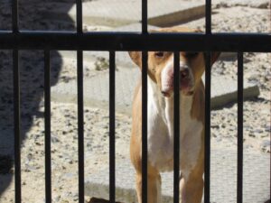 Animal activists label breeding as problem