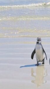 Friendly ‘Mr P’ charms Strand beachgoers