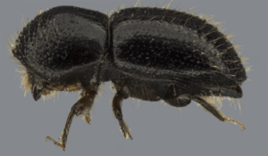 S-West residents invited to workshop Polyphagous Shot Hole Borer Beetle infestations