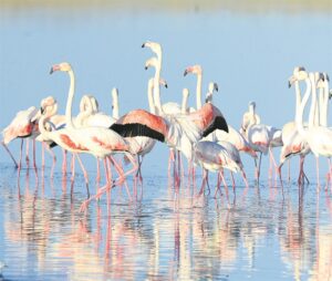 LETTERS: Ode to Macassar flamingos