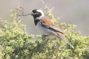 What is happening in the Helderberg?