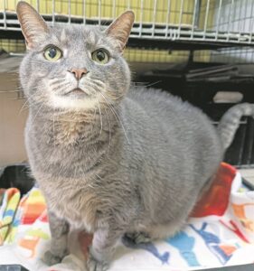 Open your heart and home to a feline friend