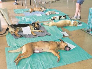 Mass animal sterilisation campaign afoot