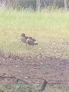 Locals livid after shooting of goose