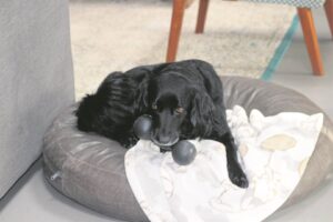 Beloved pet pooch returns to family