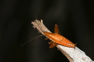 City celebrates World Wildlife Day with jumping cockroach