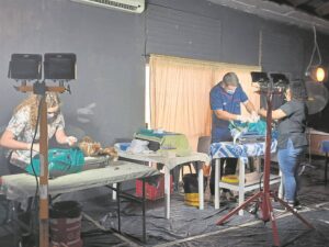 Veterinarians sacrifice time for mass spaying