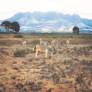 READER PHOTO: Quaggas show their stripes