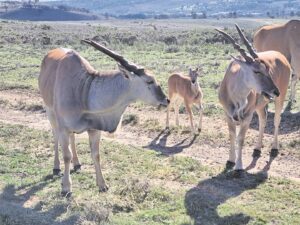 PHOTOS: Somerset West estate a paradise for game