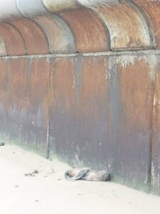 Beached seal pup recovering at rescue centre