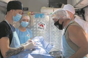 Spaying or neutering is a responsible choice for a pet owner