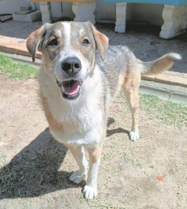 Open your heart and home to this lovable, happy and faithful furry friend