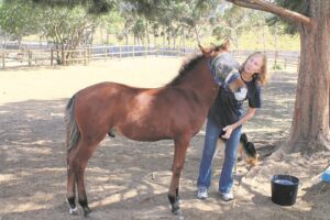 A second chance for rescued foal