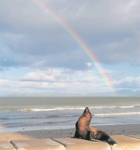 Seal succumbs to stress