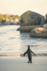 Penguin party: Feathers and fun unite at Betty’s Bay!
