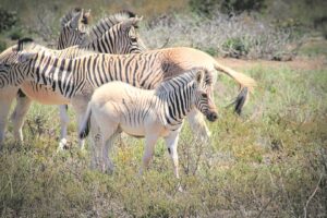 Another ‘Rau’ quagga born at Vergelegen estate