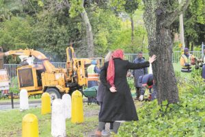 Felling of trees halted – for now