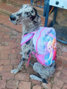 Reward offered for lost canine