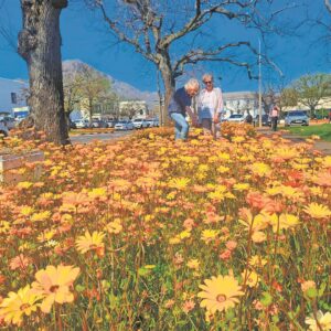 LESERSFOTO: Blomme maak tuine vrolik!