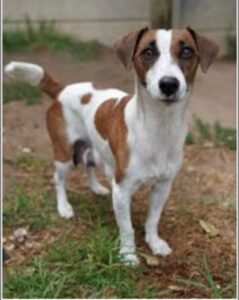 Show furry friends some heart – help AWS Helderberg