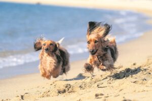 TIPS | Taking care of your pets this summer holidays