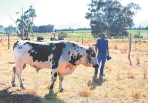 Vergelegen Wine Estate adds stud bull to its breeding herd of Nguni cattle