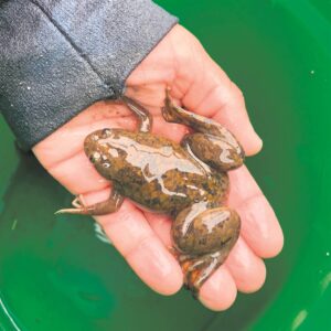 Proposals to aid anticipated frog dispersal