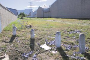 Deterring ‘bin scratchers’ in the basin
