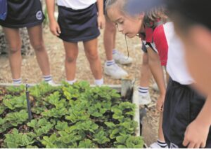 Learners taught about urban farming