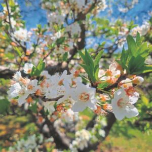 FOTO: Die mooiste mooi nou in Grabouw te sien