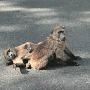 LESERSFOTO || Gmf, wat kyk jy?