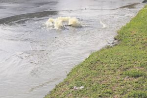 Sewage mess surges on