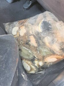 Abalone seized following highway chase