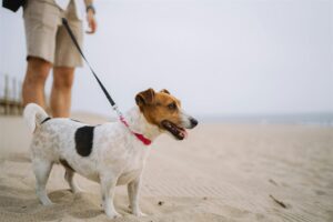 BRIEF || ‘Laat honde aan leiband op hoofstrand toe’