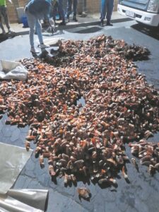 Five suspects arrested, lobster seized outside Macassar