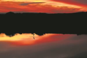 Best birdlife photographer belongs to basin