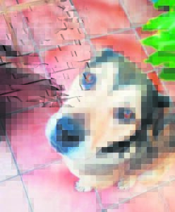 Hond glo doodgemartel, verdagte vas