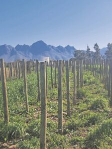 Vergelegen embraces innovative ‘stok-by-paaltjie’ trellis method for vine-planting season