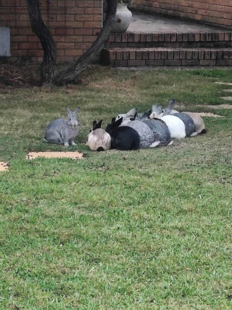 The current image has no alternative text. The file name is: Konynkongres_88250.jpg